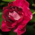 薔薇：Burgundy Iceberg