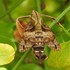 散歩中に出会った植物