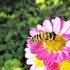 《庭・畑・近郊などの昆虫や小動物》 《大空》《山・川・海》　📷パチリ☆