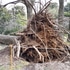 いろいろな花、いろいろな木　(公園や散歩で出会った花)