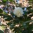 庭の椿  山茶花