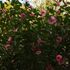 庭の椿  山茶花