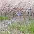 いろいろな花、いろいろな木　(公園や散歩で出会った花)