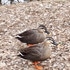 いろいろな花、いろいろな木　(公園や散歩で出会った花)