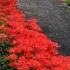 富山県中央植物園便り🎵