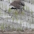 お花と鳥🐦さん。