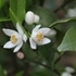 2019年春と夏と秋の花