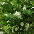 平成31年の木の花