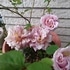 My garden of　Roses