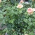 2019年 My Rose Garden