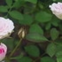 2019年　令和元年我が家の薔薇