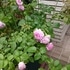 2019年 My Rose Garden