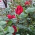 2019年 My Rose Garden