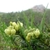 高山植物