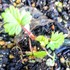 植物園の山野草