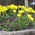 植物園の山野草