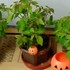 室内で生育中の植物たち　２０１９