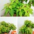 室内で生育中の植物たち　２０１９