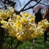 いろいろな花、いろいろな木　(公園や散歩で出会った花)