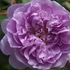 ２０１９年の薔薇