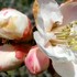 京都府立植物園の『桜』🌸ほか