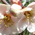 京都府立植物園の『桜』🌸ほか