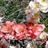 京都府立植物園の『桜』🌸ほか