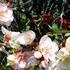 京都府立植物園の『桜』🌸ほか