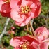京都府立植物園の『桜』🌸ほか