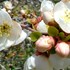 京都府立植物園の『桜』🌸ほか