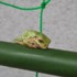 身近な生き物たち🐸