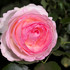 薔薇:Pierr De Ronsaldt ピエール・ド・ロンサール