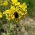 草花とほんわか　ナチュラルライフ　裏庭編