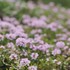 ❁perennial herb❁garden