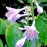 京都府立植物園の四季折々