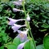 京都府立植物園の四季折々