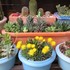 🌵No.2 我家の多肉植物たち🌵