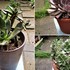 🌵No.2 我家の多肉植物たち🌵