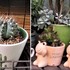 🌵No.2 我家の多肉植物たち🌵