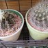 🌵No.1我家のサボテンたち🌵