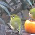 庭先のやって来る🐦小鳥や🐱子猫の色々