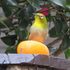 庭先のやって来る🐦小鳥や🐱子猫の色々