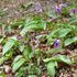 野の花と山野草いろいろ☘️