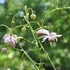 六甲高山植物園イベント集