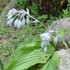 六甲高山植物園イベント集