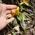 2013/4/27 アパラチア山脈周辺の植物