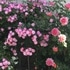 2019年 My Rose Garden