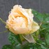 ２０１９年度の薔薇⓶