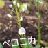 5月の花②