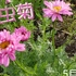 5月の花②